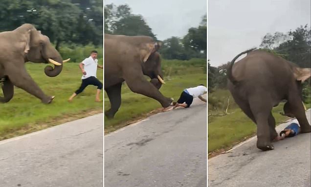 Moment tourist is chased and trampled by charging elephant 'after trying to take a selfie'
