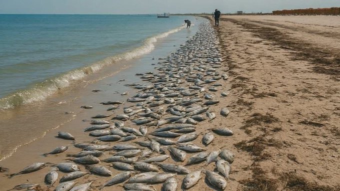 Declaran marea roja en la costa de Yucatán; ¿qué es y qué la provoca?