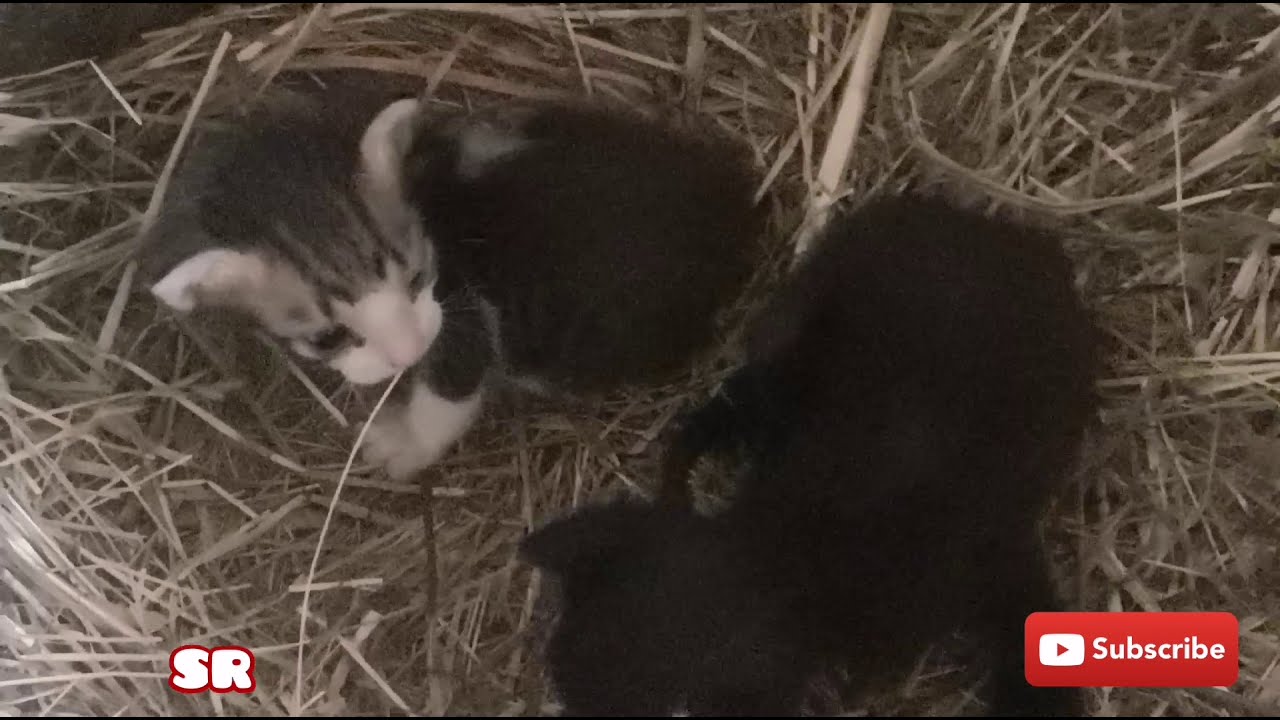 HelpAni16111926's tweet card. Baby kittens are cute