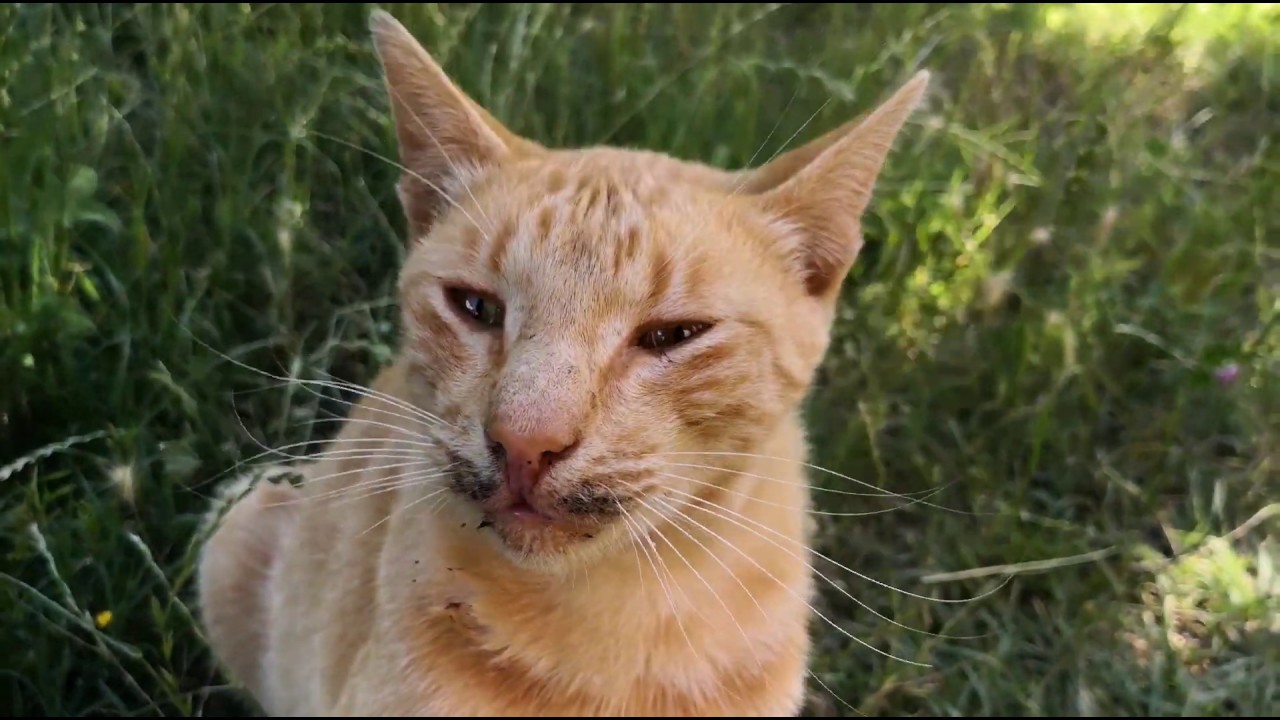 HelpAni16111926's tweet card. Orange Cat Its Hungry