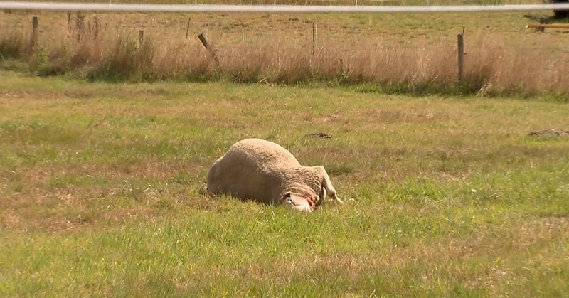 'Wolf' doodgeschoten na ontsnapping van locatie in Tegelen