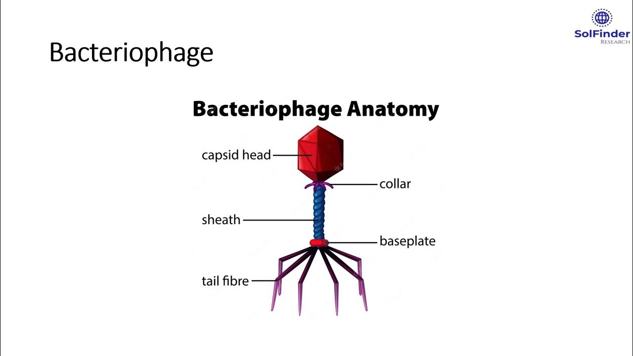 SolfinderR's tweet card. Bacteriophage Therapy To Target ESKAPE Pathogens