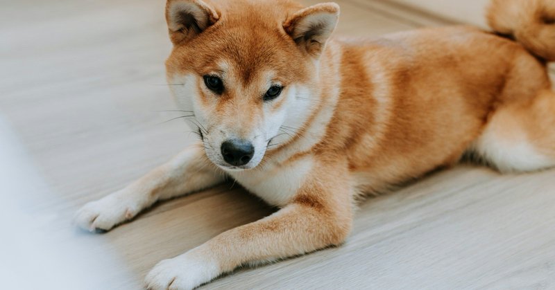 🔴COINDESK : Lancio del Dogecoin ETF negli Stati Uniti previsto per giovedì