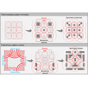 MillerLabMIT's tweet card. The endogenous electric field of a simplified bioelectric network model of an embryo facilitates the autonomous formation of voltage patterns. Transient exogenous electric fields can leverage this...