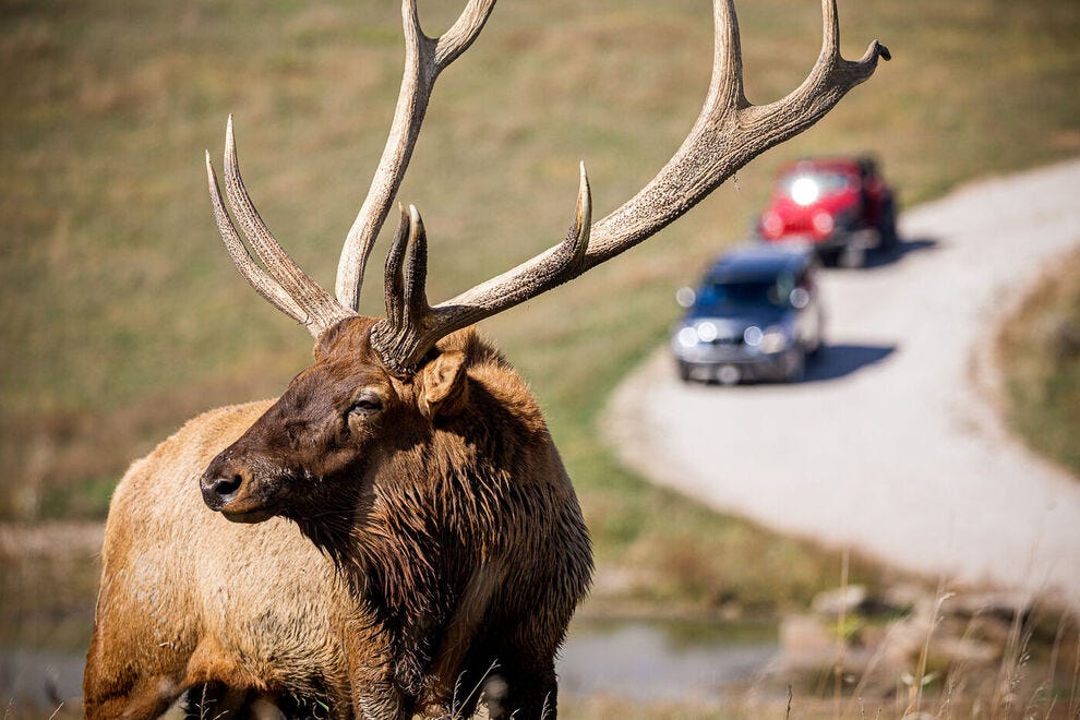 ExtWkdGetaways's tweet card. Answer the call of the wild at the 10 best safari parks in the United States, according to experts and readers.