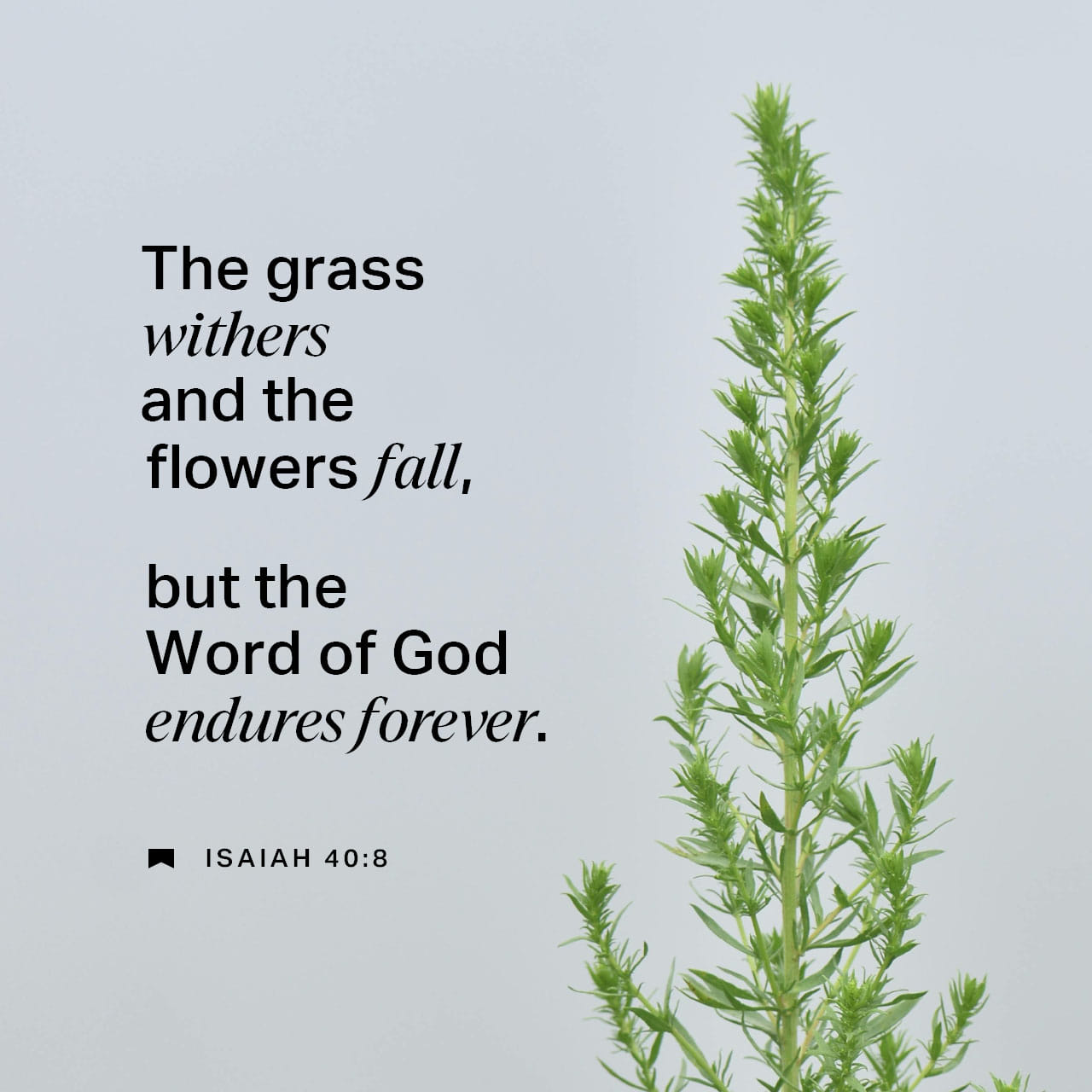 ronanders2020's tweet card. The grass withers and the flowers fall, but the word of our God endures forever.”