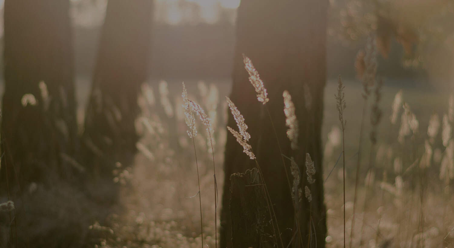 Null0perator's tweet card. Harvest Daily Devotion by Pastor Greg Laurie – “The Holy Spirit Helps Us Pray” – The Holy Spirit gives words to our prayers when we can’t.