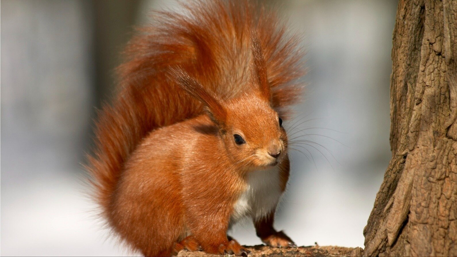 nutmeggedagain's tweet card. Save Our Red Squirrels: Enforce Protections & Prioritise Habitat in UK Woodlands