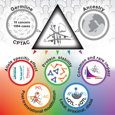 eportacangen's tweet card. Precision proteogenomics analysis of 1,064 cancer patients across ten cancer types unveils the ways in which rare and common germline variants shape the cancer proteome; the findings highlight the...