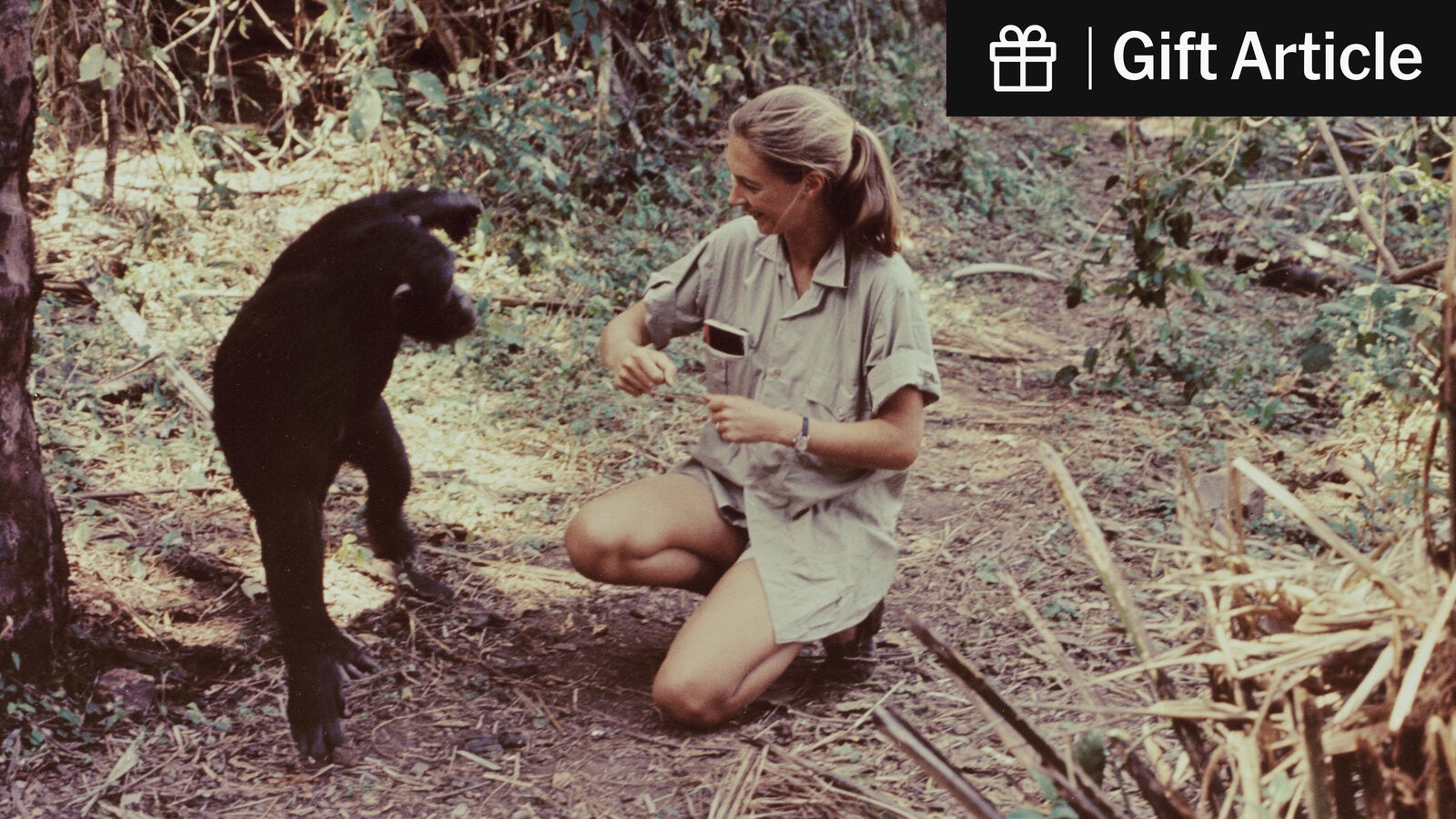 acmoorephd's tweet card. Her discoveries as a primatologist in the 1960s about how chimpanzees behave in the wild were hailed as “one of the Western world’s great scientific achievements.”