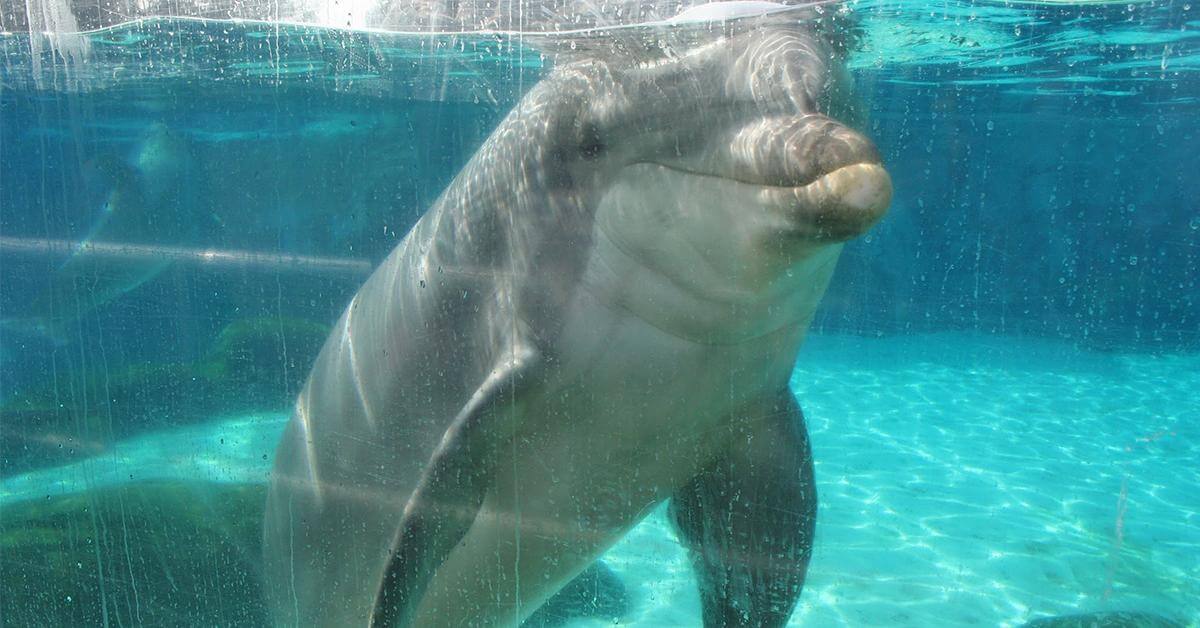 joe8Zeta7's tweet card. Urge officials to create Mexico’s first dolphin sanctuary—so these intelligent, social beings can finally live with joy and dignity.