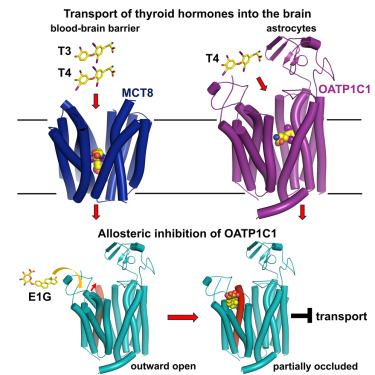 uijin311's tweet card. Structures of the solute carrier transporters MCT8 and OATP1C1 reveal mechanisms of thyroid hormone transport into the brain and identify a conserved extracellular allosteric site in OATP1C1.