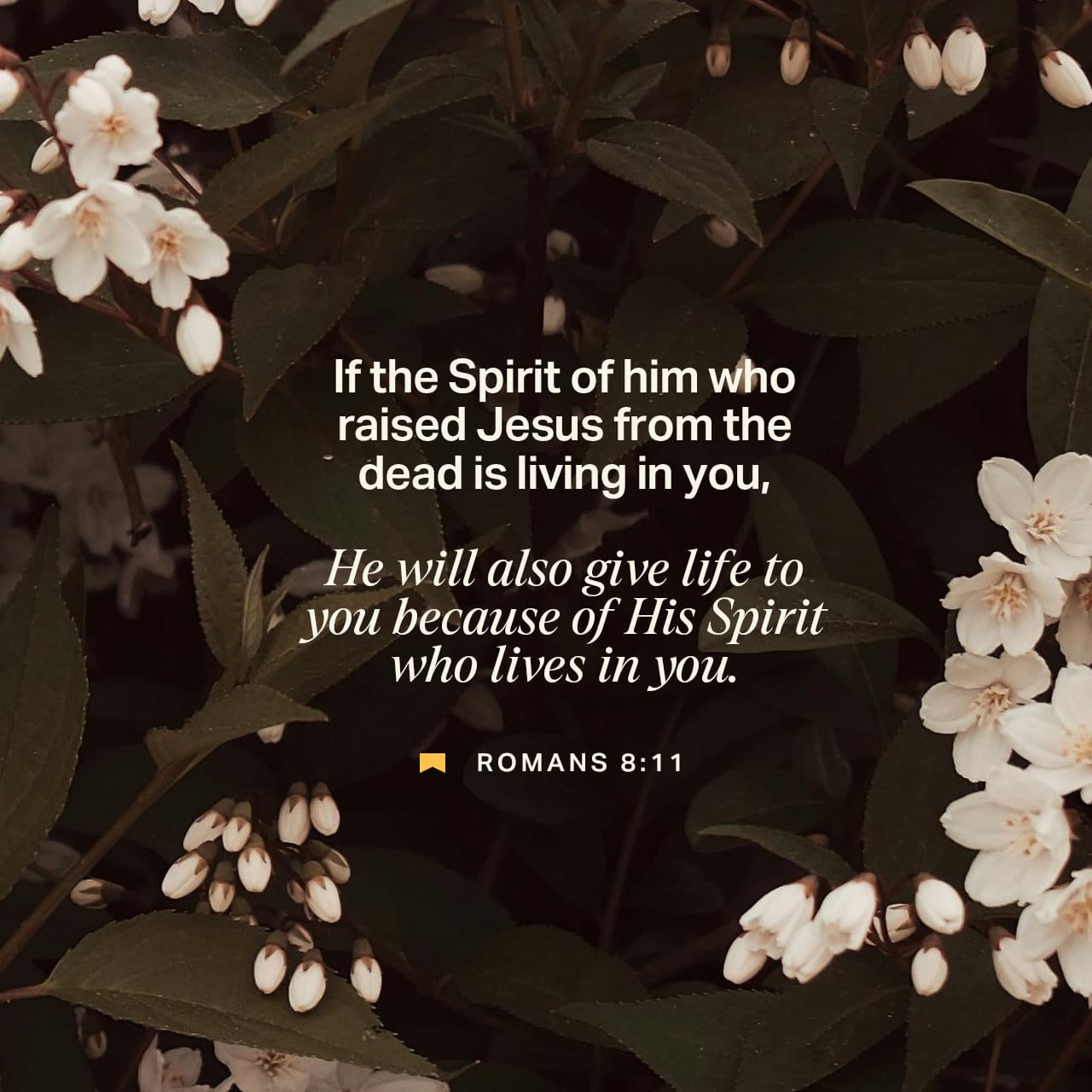 wm8c's tweet card. If the Spirit of him who raised Jesus from the dead dwells in you, he who raised Christ Jesus from the dead will also give life to your mortal bodies through his Spirit who dwells in you.