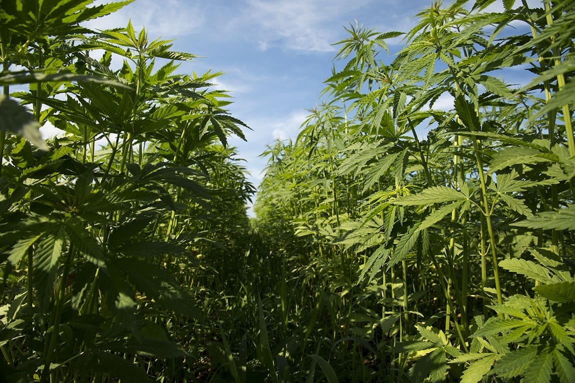 kylejaeger's tweet card. The senator who championed the federal legalization of hemp is now seeking to reverse much of the reform by pushing legislation at a committee hearing this week to ban on consumable products with...