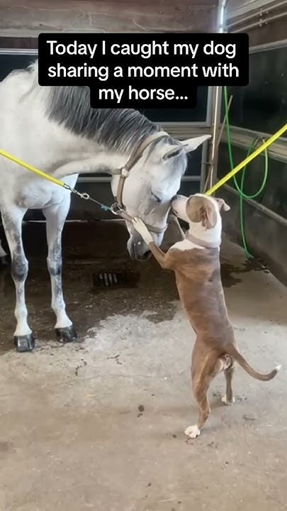 frozenmikanjely's tweet card. Unlikely friendship but so pure ✨#horse #dog #dogs #foryou #fyp