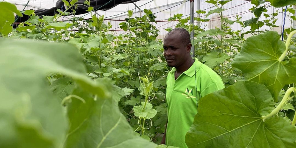 EnockChikava's tweet card. We highlight five entrepreneurs unlocking Africa's agricultural potential.