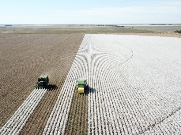 oldtjlea's tweet card. National Cotton Council economists say a few key factors will shape the U.S. cotton industry’s 2025 economic outlook.