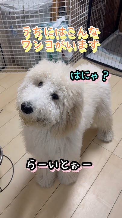 aoirotidori's tweet card. 【モフモフの天使】何度でも名前を呼びたくなる可愛さの秘密#愛犬 #大型犬のいる生活 #スタンダードプードル