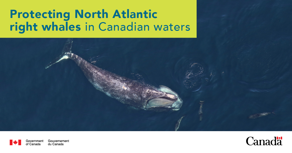 Transport_gc's tweet card. Measures for the protection of North Atlantic right whales in the Gulf of St. Lawrence from vessel collisions. The different speed restriction measures are detailed along with the compliance requir...