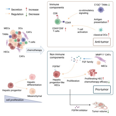 CellRepMed's tweet card. Chen et al. study pre- and post-chemotherapy hepatoblastoma through scRNA-seq and spatial transcriptomics and discover an activated immune TME with activated cell-cell interactions. They identify...