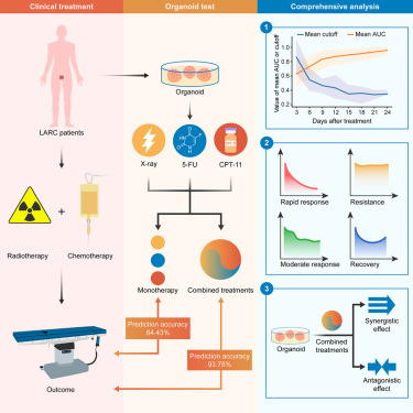 CellRepMed's tweet card. Xu et al. establish a rectal cancer organoid biobank and demonstrate its high accuracy in predicting clinical response, highlight time-dependent predictive accuracy of organoid assays, uncover...