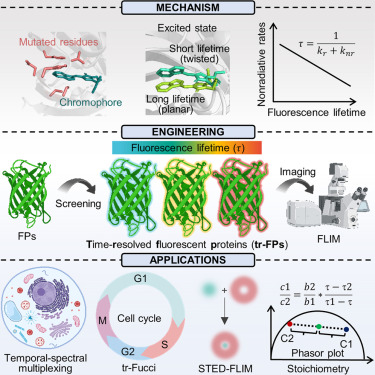 CellCellPress's tweet card. A family of rationally designed time-resolved fluorescent proteins with controllable lifetimes across the visible spectrum enables simultaneous multiplexed live imaging, super-resolution microscopy,...