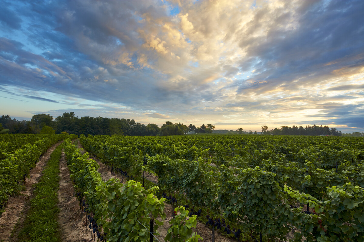 vineroutesmedia's tweet card. Niagara's Twenty Mile Bench sub appellation produces some of Ontario's finest wines. Explore the region and its best wines.