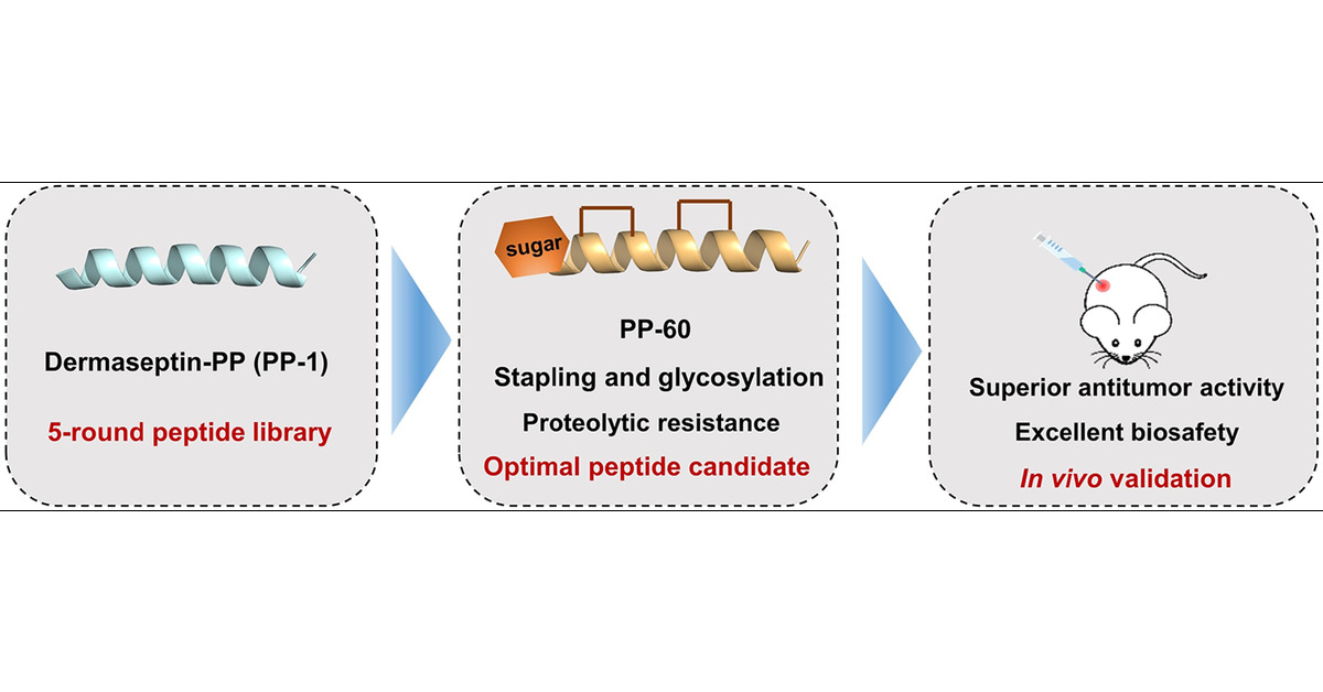 Glaconde34's tweet card. The host defense peptide PP-1 has attracted attention for its strong antitumor activity. However, its potential for clinical use is hindered by its poor proteolytic stability. In this study, a series...