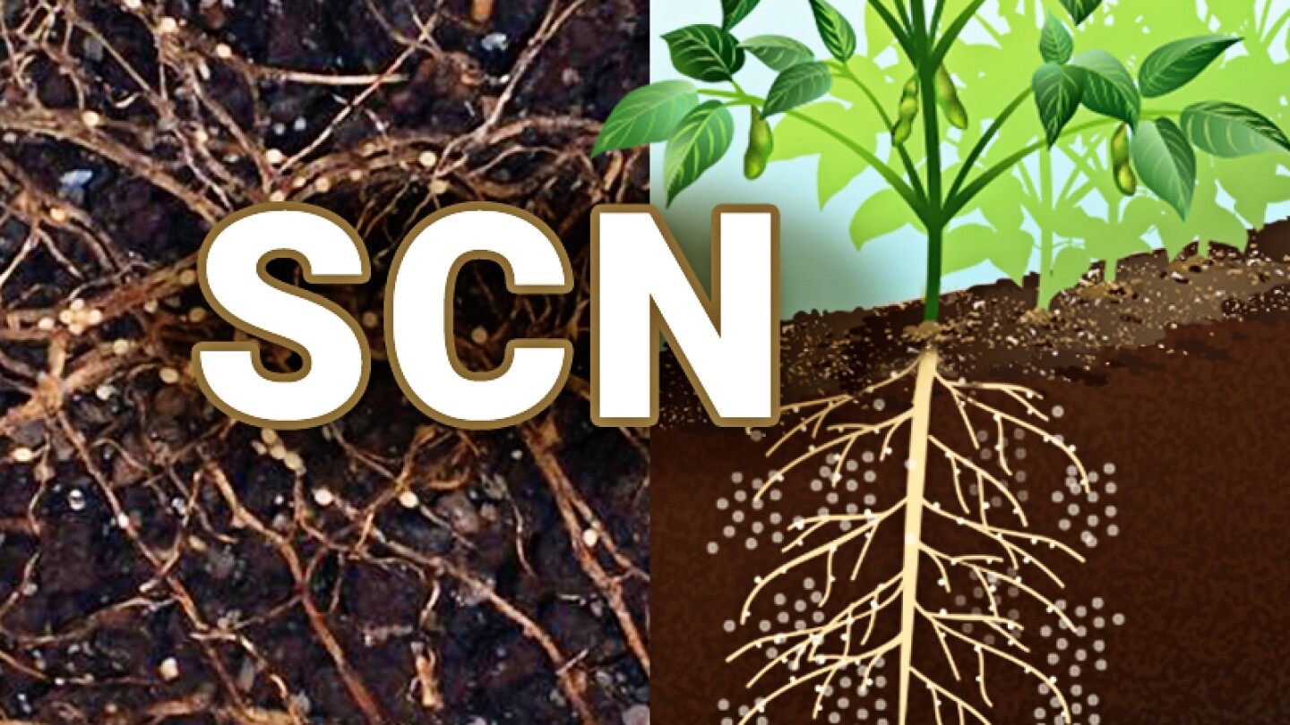 AgWebEditor's tweet card. The microbial product works as part of an integrated strategy to address SCN, the No. 1 yield-reducing pest problem in soybeans. Farmers routinely see yields cut by 5 bushels or more per acre in...