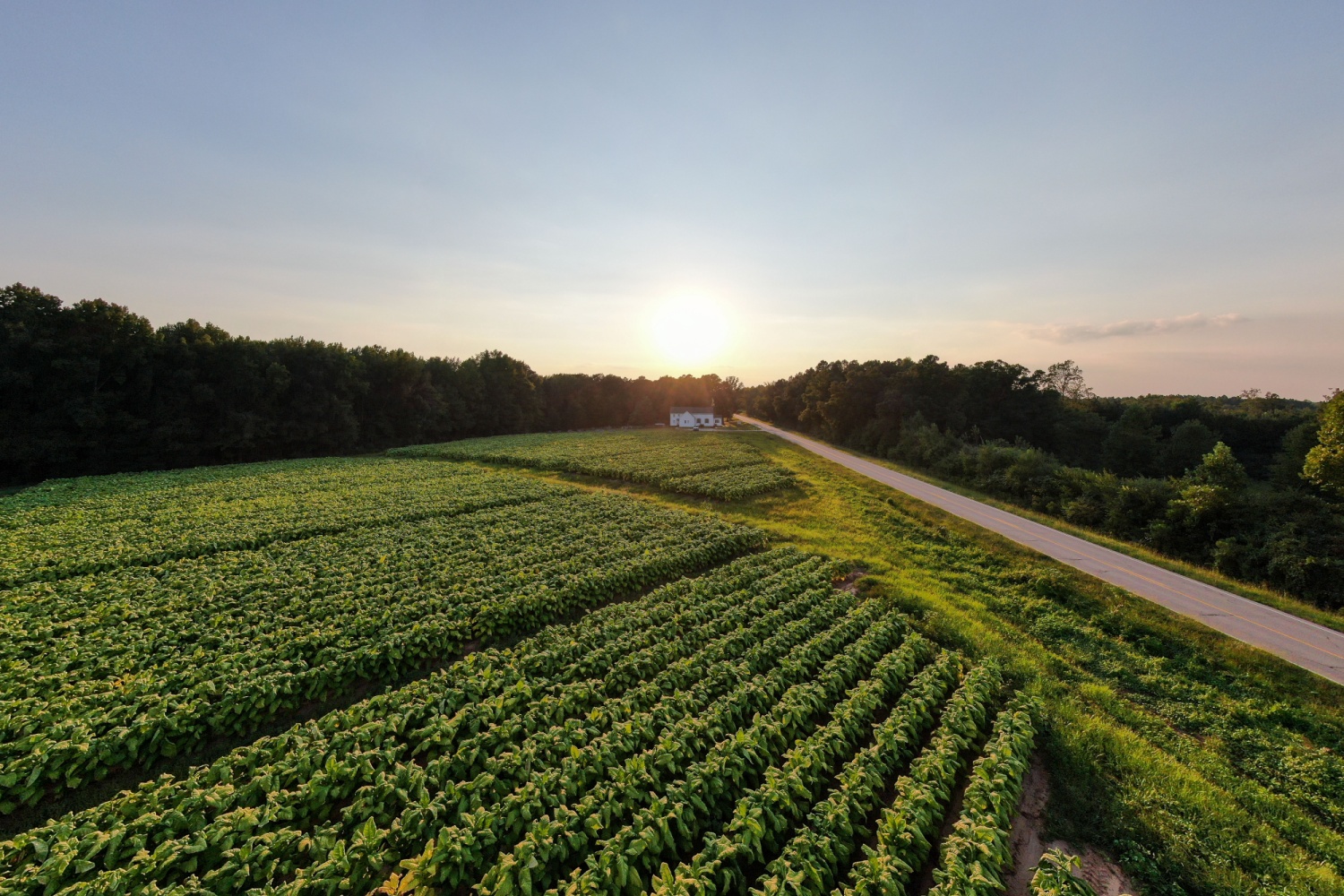 RepDonDavis's tweet card. WASHINGTON, D.C. — Representative Don Davis is calling on top federal officials to take swift action to support North Carolina’s flue-cured tobacco farmers, who are facing significant financial...