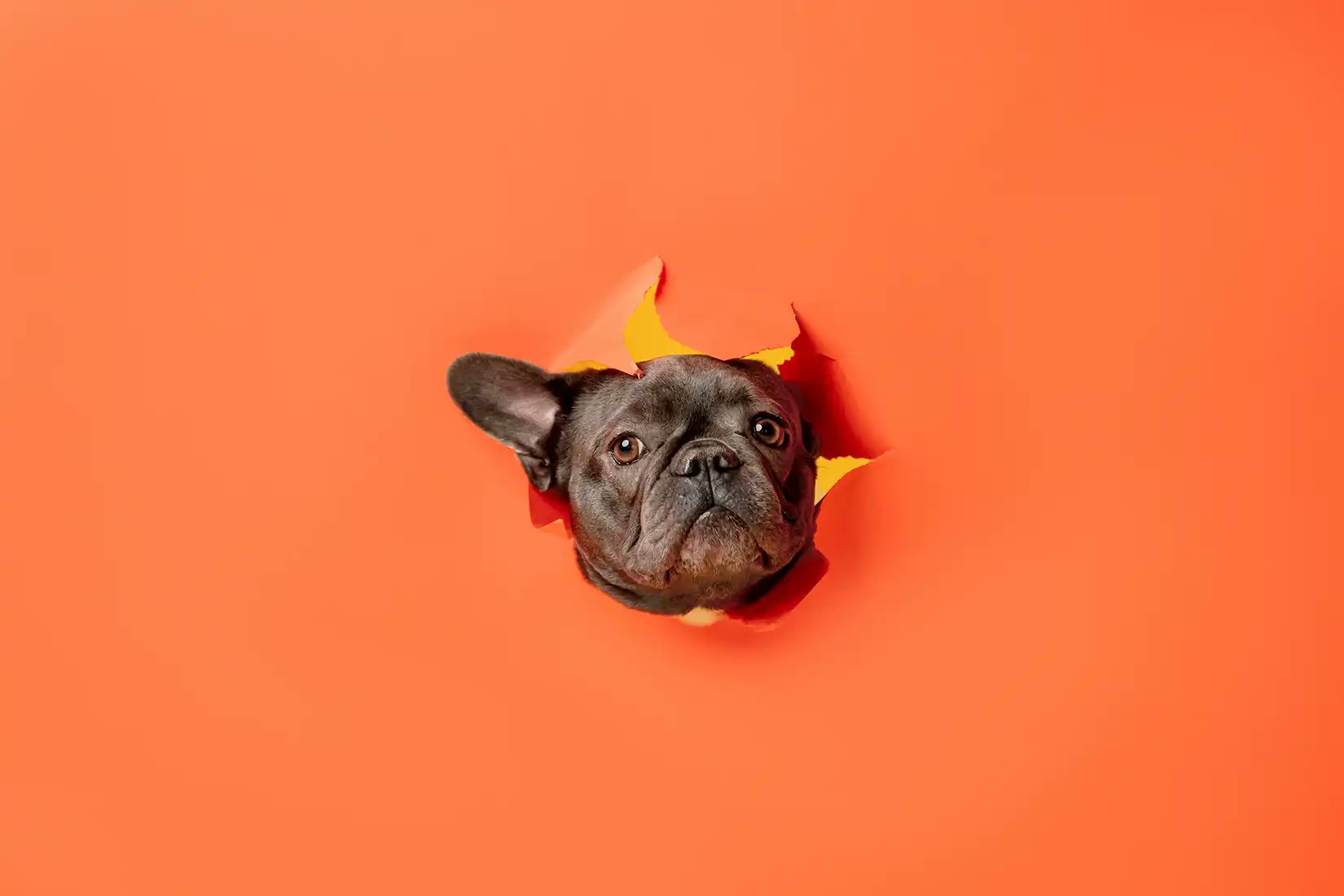 SASeducator's tweet card. Dogs are man’s best friend, but unstructured data might just be one of their new best friends. Learn how it keeps dogs safe and healthy.