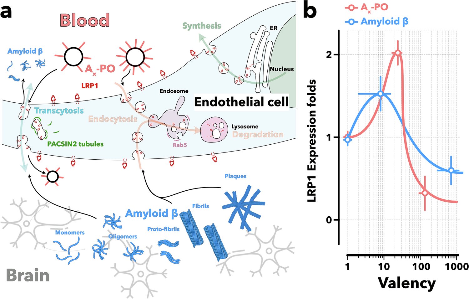barrybunin's tweet card. Signal Transduction and Targeted Therapy - Rapid amyloid-β clearance and cognitive recovery through multivalent modulation of blood–brain barrier transport