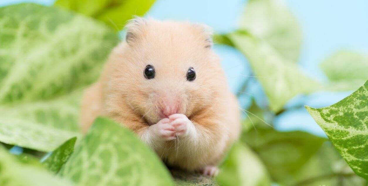 SAOscience's tweet card. Experiments on animals are cruel—and they don’t help humans. PETA proposes a new roadmap to revamp laboratory research.