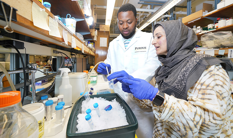 PurdueAg's tweet card. A Purdue University research team has revealed complex new details about the function of a key protein shared by mammals, including humans. Many cancers result when this DNA methyltransferase protein...