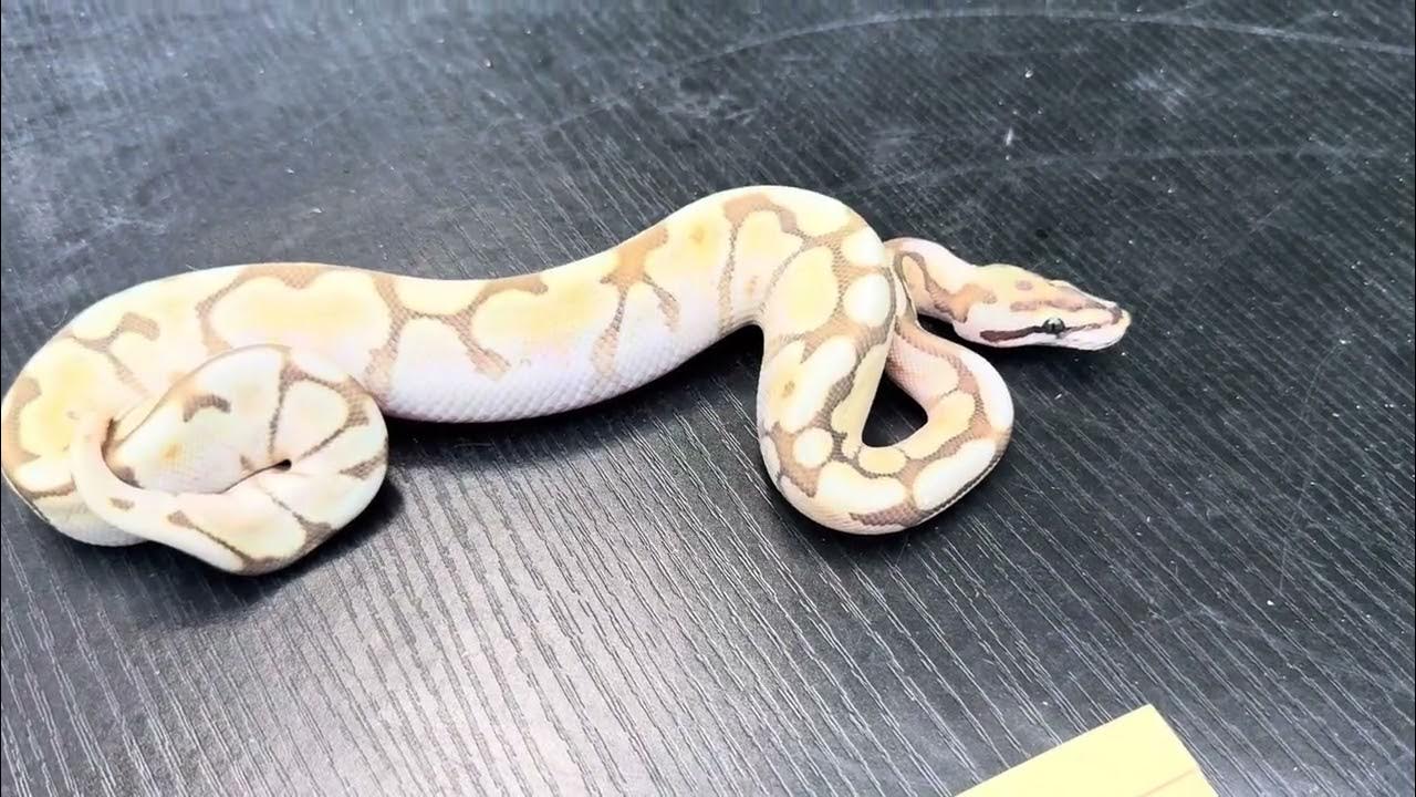 JesseJeffcoat's tweet card. Lesser Spider Ball Python LS2401 #ballpython #ballpythonmorph #snake...