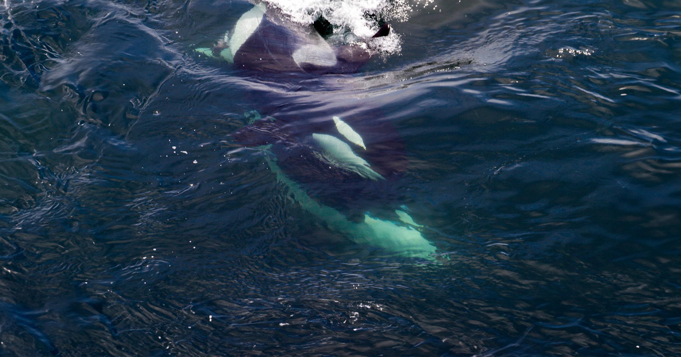pinksheepmedia's tweet card. Tell your MP and responsible ministers to enact a mandatory 1,000 metre vessel buffer for endangered Southern Resident killer whales.