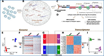 RNASeqBlog's tweet card. Hybrid BAG-seq - DNA and RNA from the same single nucleus