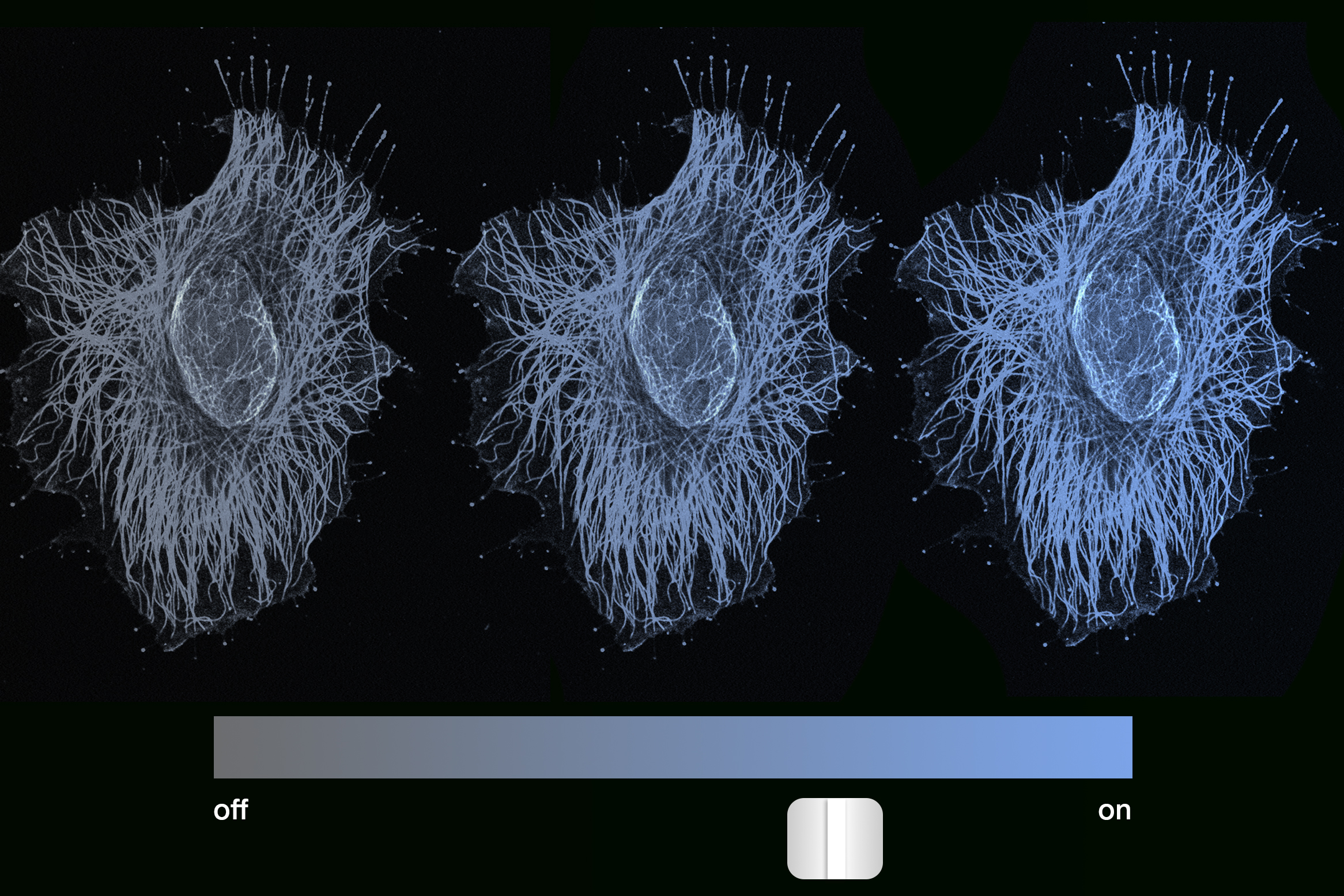 MIT's tweet card. In a new study, MIT engineers report that a cell’s memory is set not by on/off switching but through a more graded, dimmer-like dial of gene expression.