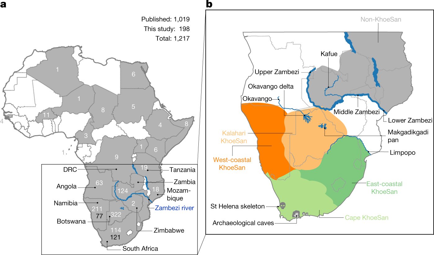 BioHackingCol's tweet card. Nature - Analyses of mitochondrial genomes from populations in southern Africa provide evidence of a southern African origin of anatomically modern humans and a sustained occupation of the homeland...