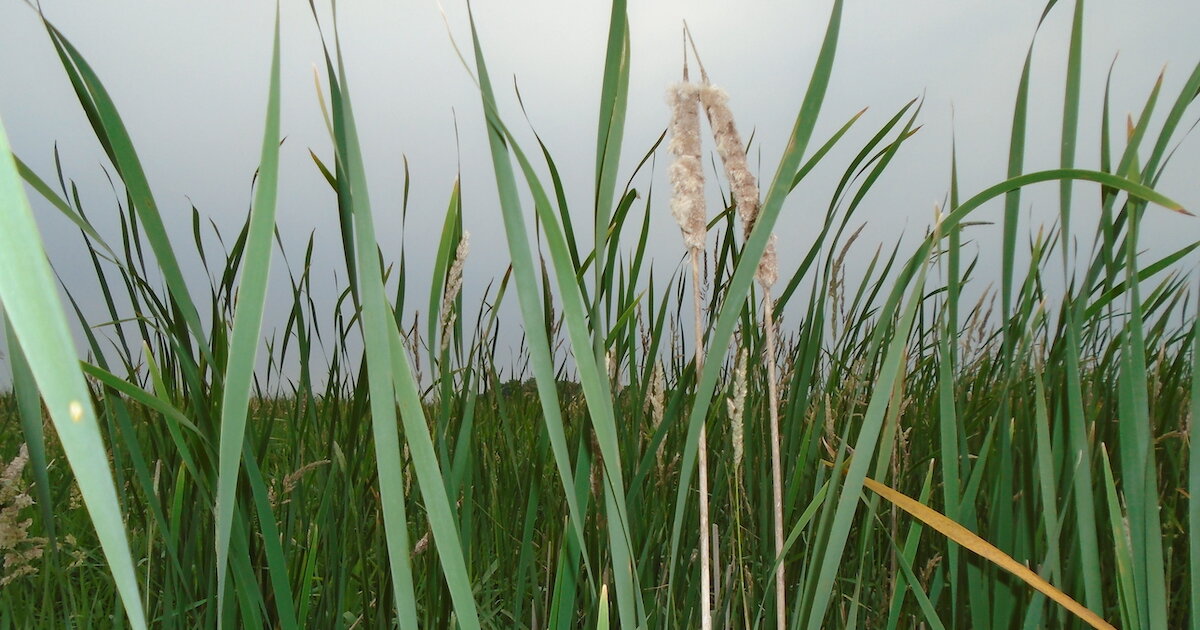 physorg_com's tweet card. A new paper from a lead author based at the University of Kansas finds wetlands constructed along waterways are the most cost-effective way to reduce nitrate and sediment loads in large streams and...