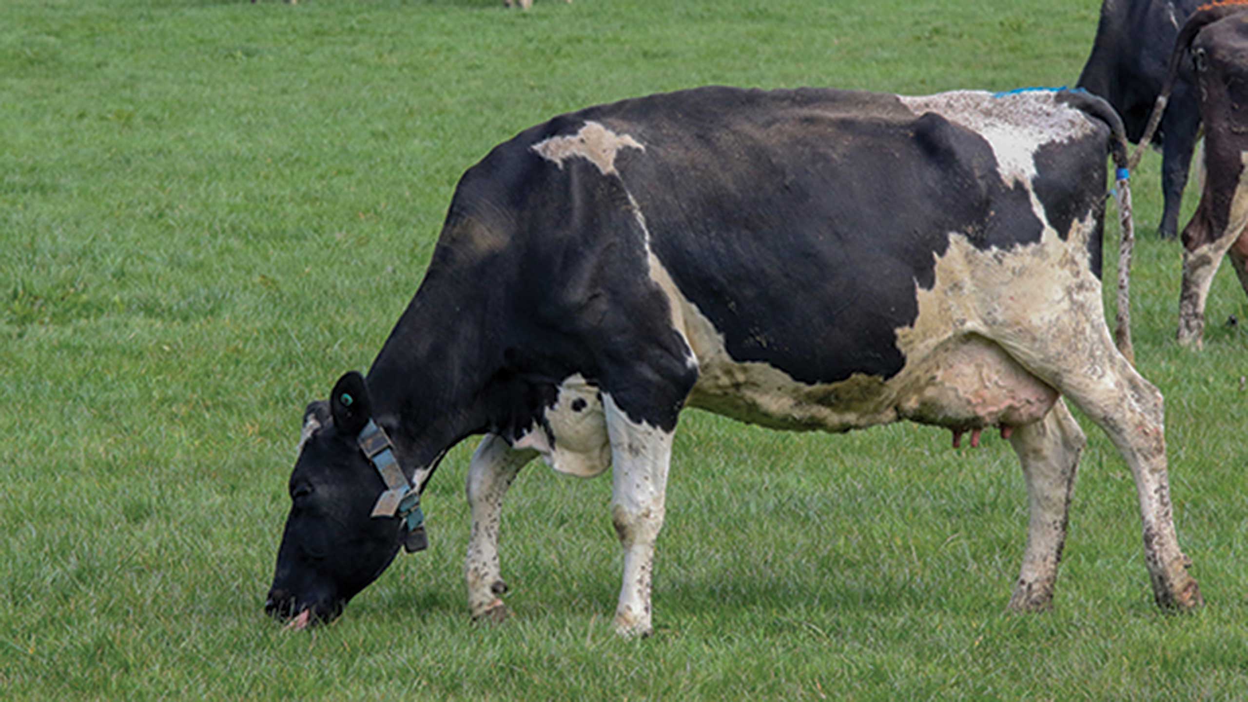 cebcambridge's tweet card. A team of academics at the University of Cambridge has partnered with Rothamsted Research North Wyke to develop a pasture sensor designed to be carried by