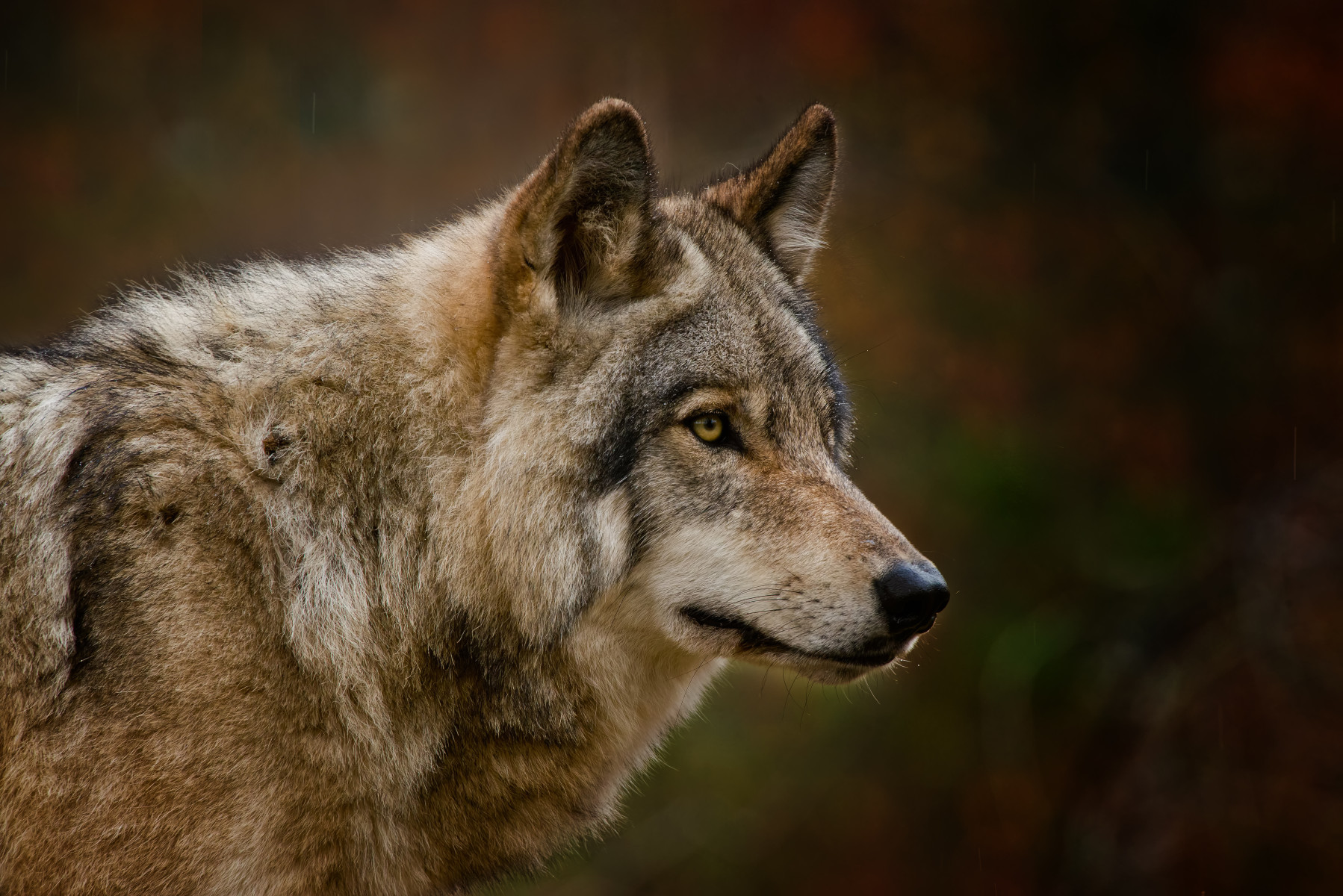 OhioStateNews's tweet card. Researchers have developed new software for exploring and communicating animal movements in the wild. This suite of open-source tools, called ECODATA, was designed to support the analysis and...
