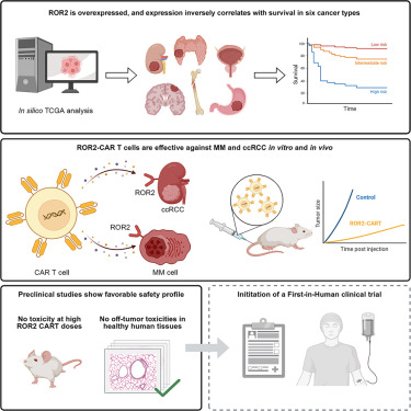CellRepMed's tweet card. In this study, Weber et al. present ROR2 as a target for CAR T cell therapy of hematologic and solid tumors. ROR2 CAR T cells are effective against xenograft models of multiple myeloma and clear cell...