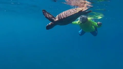 Allisonb1's tweet card. Get this stock video and more royalty-free footage. Hawksbill Sea Turtle Swimming ... ✔️Best Price Guaranteed ✔️Simple licensing. Download Now ➡️