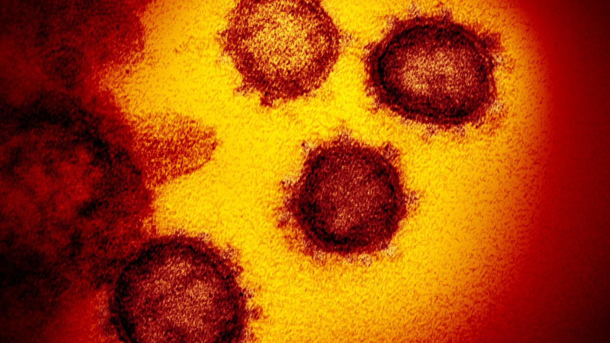 latimes's tweet card. A mutation in the novel coronavirus has led to a new strain viewed as more contagious than the virus that emerged from China, according to a new study.