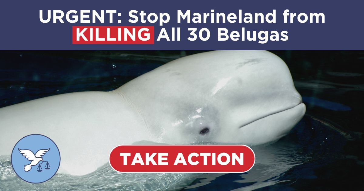joe8Zeta7's tweet card. Marineland is threatening to kill 30 beluga whales unless the government gives in to its demands. Urge Ontario to act now.