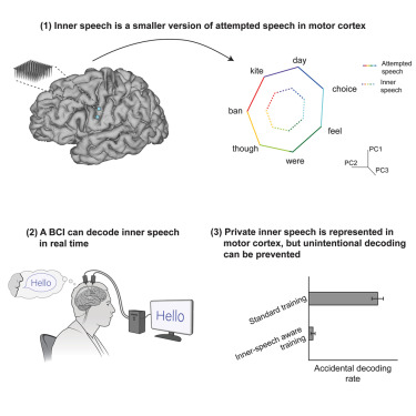 MacrinePhD's tweet card. Inner speech is robustly represented in the motor cortex and can be decoded in real time to restore communication to people with paralysis. Unintentional decoding of private inner speech can be...