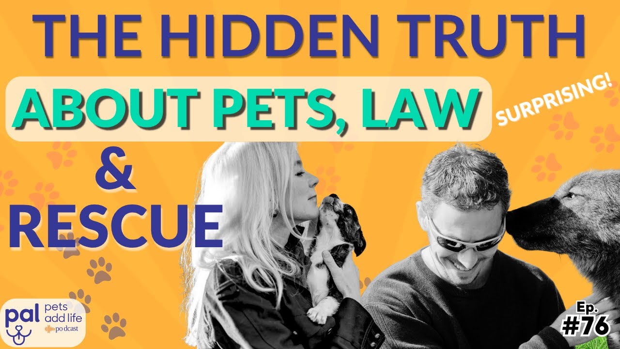 dogtv's tweet card. Legally Speaking, Your Pet Is Worth Less Than a Couch | Pets Add Life...