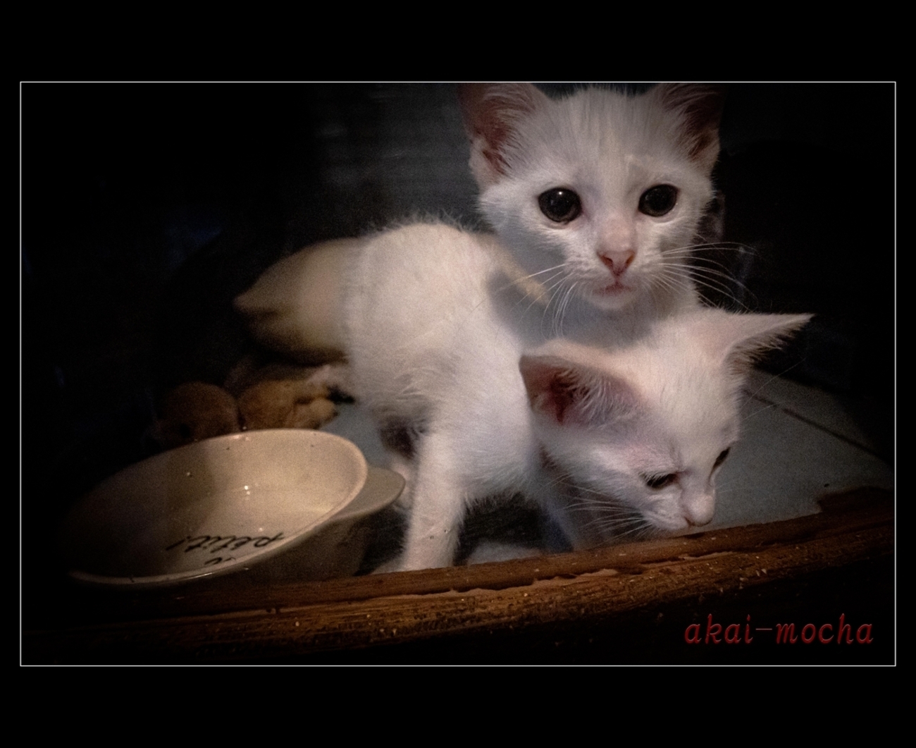 akai_mocha's tweet card. 先日、よく利用する猫カフェで2匹の白い子猫と念願の対面をしました。 子猫特有の鳴き声を聞きながら、小さな体温にしばらく触れてみました。 そのあとも好奇心が溢れ、目に見えるいろんなものを触れたりしながら、お昼寝タイムに入る。 その瞬間を何度か撮ろうとする。 そのうちの一匹の猫はすぐカメラのレンズをのぞき込む。 二匹同時に…