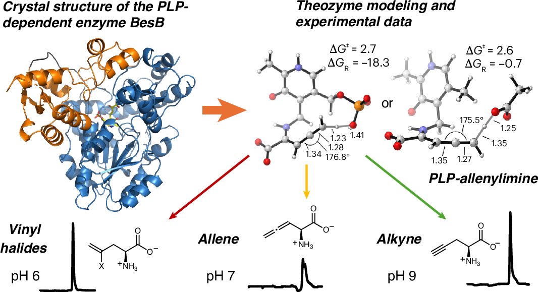 PrincetonChem's tweet card. Nature Chemical Biology - Alkynes found in natural products are typically assembled by metal-dependent enzymes. The enzyme BesB instead forms a terminal alkyne-containing amino acid using pyridoxal...
